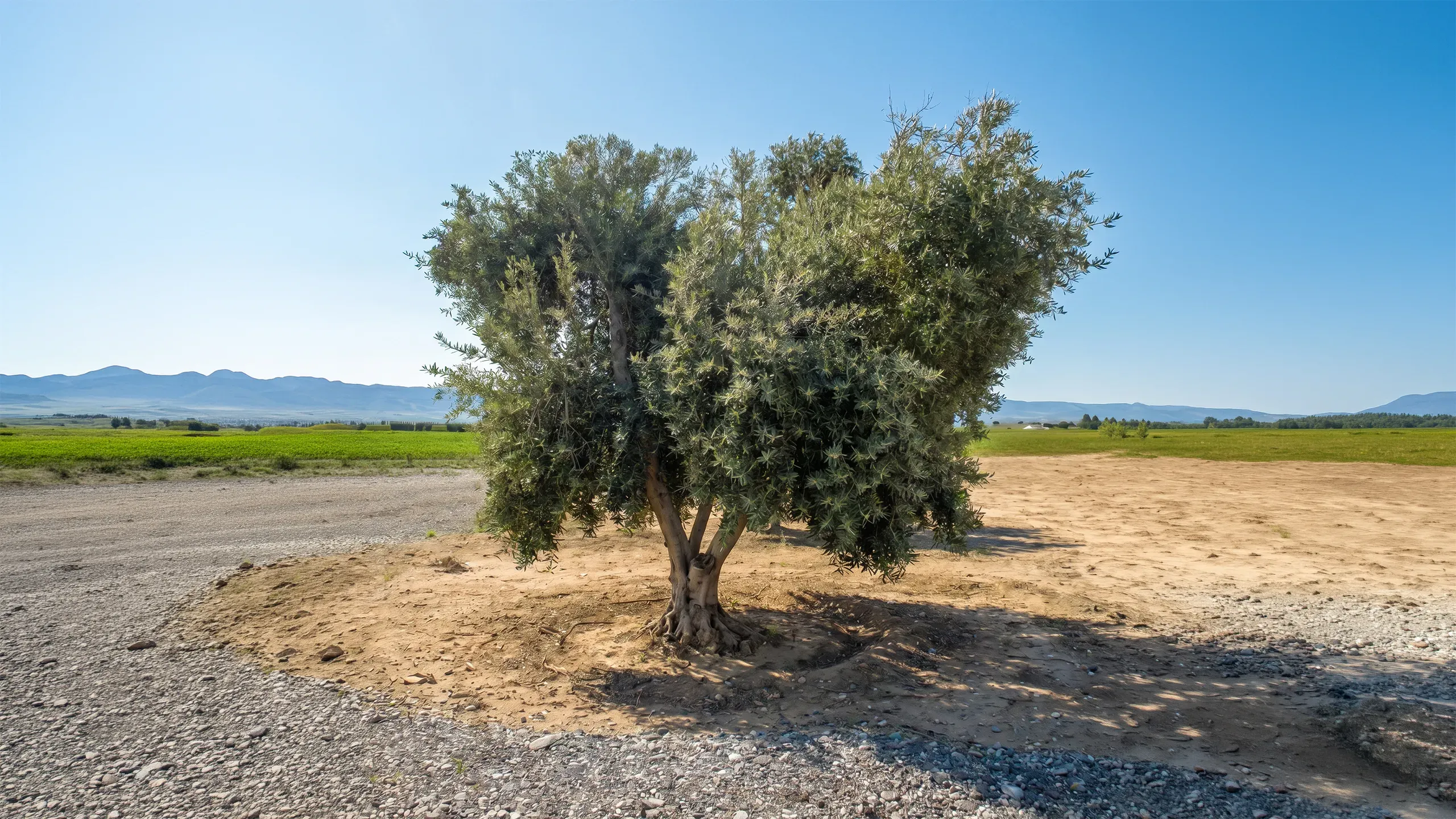 A century-old olive tree standing alone on the Çukurova plain